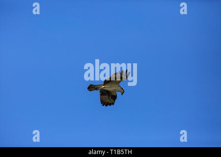 Fischadler (Pandion haliaetus) im Flug auf der Suche nach Nahrung. Stockfoto