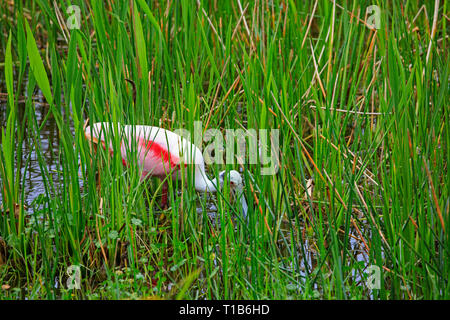 Rosalöffler (Platalea ajaja) auf der Suche nach Nahrung. Stockfoto