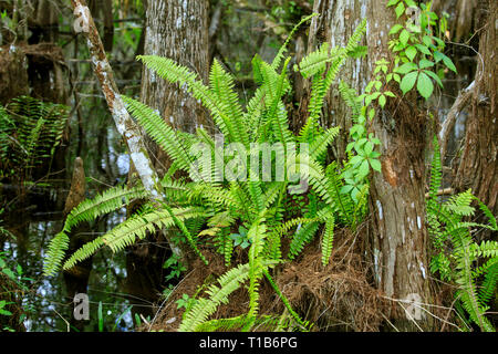 Boston Farn (Nephrolepis exaltata) wild wachsen in Florida Stockfoto