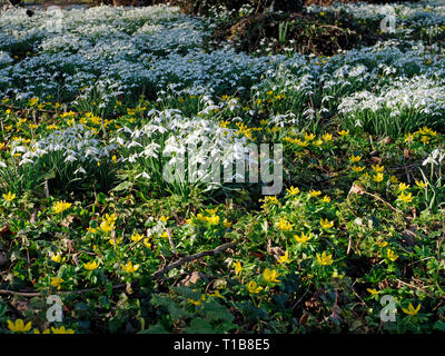 Schneeglöckchen (Galanthus nivalis) und Winter aconites (Eranthis) eingebürgerte in einem bewaldeten Garten bieten eine atemberaubende Februar angezeigt. Stockfoto