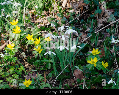 Schneeglöckchen (Galanthus nivalis) und Winter aconites (Eranthis) eingebürgerte in einem bewaldeten Garten bieten eine atemberaubende Februar angezeigt. Stockfoto