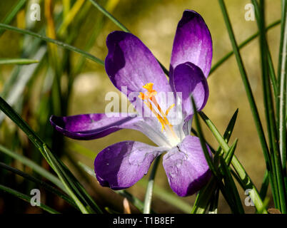 Ein lila blühenden Krokus Blüte vollständig geöffnet, die Antheren und Staubblätter. Stockfoto