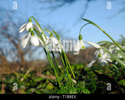 Die hellen, weißen Blüten der Schneeglöckchen (Galanthus nivalis) Herald das Ende des Winters. Stockfoto