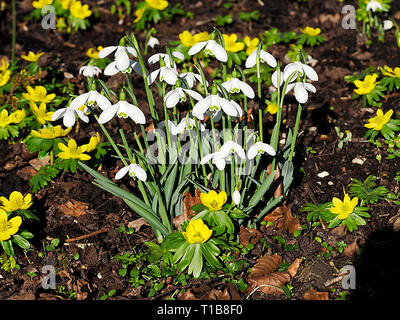 Schneeglöckchen (Galanthus nivalis) und Winter aconites (Eranthis) eingebürgerte in einem bewaldeten Garten bieten eine atemberaubende Februar angezeigt. Stockfoto