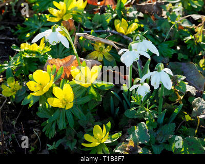 Schneeglöckchen (Galanthus nivalis) und Winter aconites (Eranthis) eingebürgerte in einem bewaldeten Garten bieten eine atemberaubende Februar angezeigt. Stockfoto