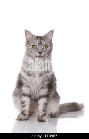 Norwegische Waldkatze sitzen Stockfoto