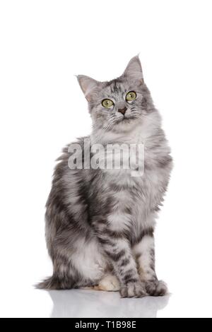 Norwegische Waldkatze sitzen Stockfoto