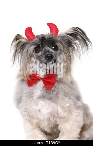 Chinese Crested Powderpuff als Teufel Stockfoto