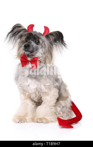 Chinese Crested Powderpuff als Teufel Stockfoto