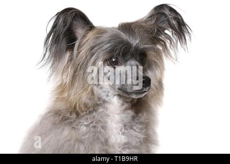 Chinesischer Schopfhund Powderpuff-Portrait Stockfoto