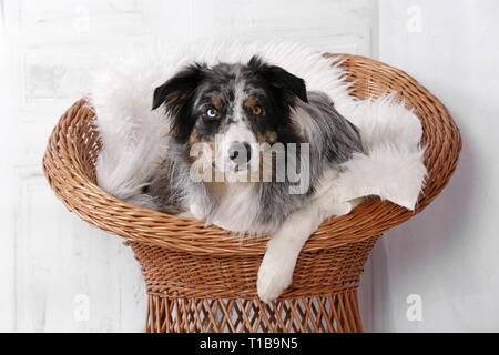 Border-Collie liegend Stockfoto