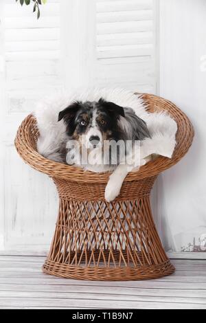 Border-Collie liegend Stockfoto