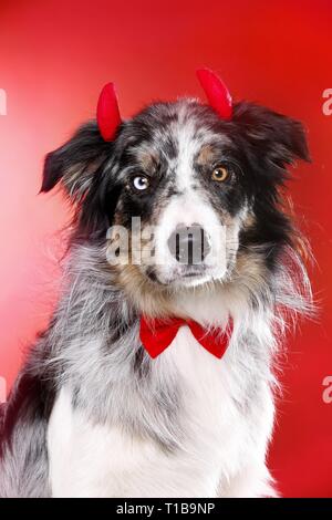 Border-Collie-Portrait Stockfoto