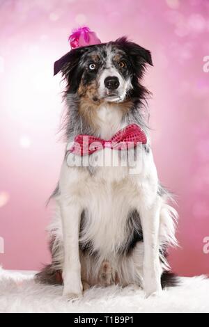 Border-Collie sitzend Stockfoto