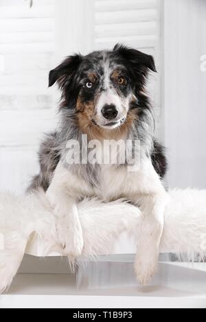 Border-Collie liegend Stockfoto