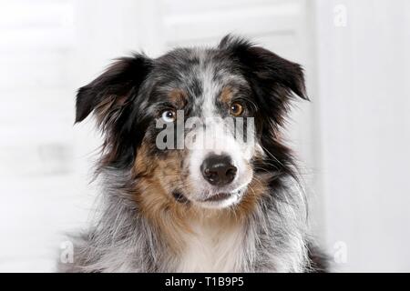 Border-Collie-Portrait Stockfoto