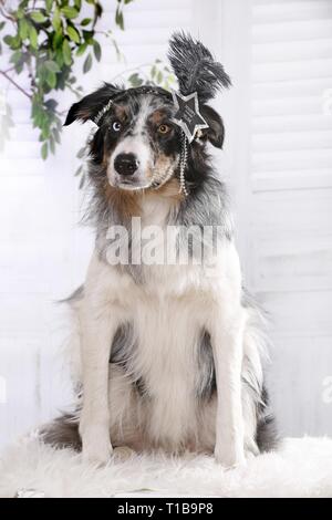 Border-Collie sitzend Stockfoto