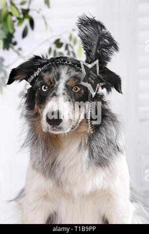 Border-Collie-Portrait Stockfoto