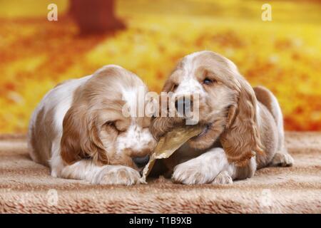 English Cocker Spaniel Welpen Stockfoto