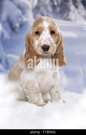 English Cocker Spaniel im Schnee Stockfoto