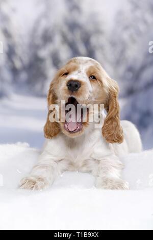 English Cocker Spaniel im Schnee Stockfoto