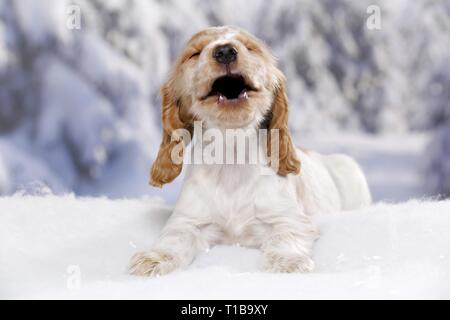 English Cocker Spaniel im Schnee Stockfoto