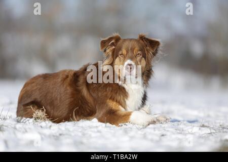 Red tri Australian Shepherd im Schnee Stockfoto