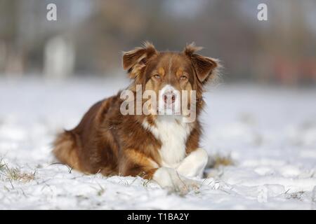 Red tri Australian Shepherd im Schnee Stockfoto