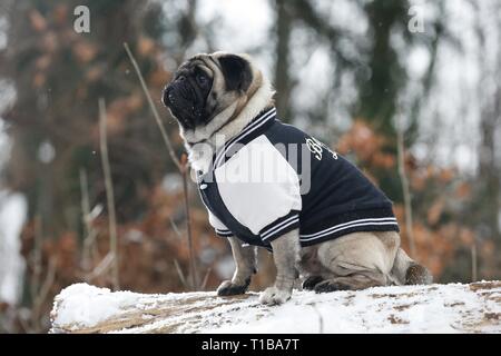 Pug im Winter Stockfoto