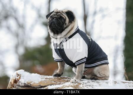 Pug im Winter Stockfoto