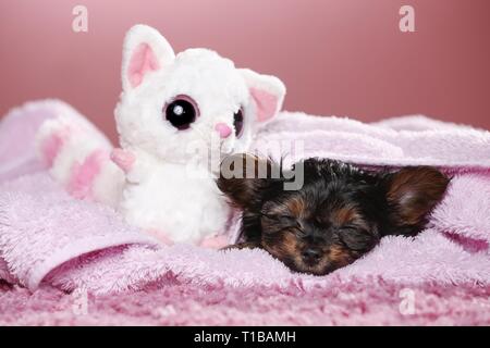 Yorkshire Terrier Welpen schlafen Stockfoto