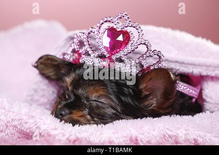 Yorkshire Terrier Welpen Stockfoto