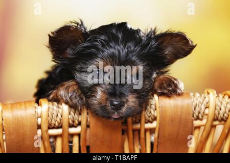 Yorkshire Terrier Welpen Stockfoto