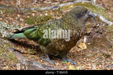 Nahaufnahme einer Kea (Nestor notabilis) an Kaka Creek Lookout (Fjordland, Neuseeland) Stockfoto