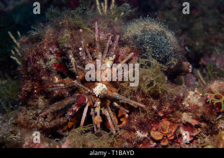 Rote Lanze Urchin, Stylocidaris affinis Cidaridae, Tor Paterno Marine Protected Area, Rom, Italien, Mittelmeer Stockfoto