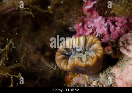 Devonshire Schale - Coral, Caryophyllia smithii, Caryophylliidae, Tor Paterno Marine Protected Area, Rom, Italien, Mittelmeer Stockfoto