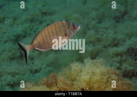 Weiß Meerbrasse, DIPLODUS SARGUS, Spaidae, Tor Paterno Marine Protected Area, Rom, Italien, Mittelmeer Stockfoto
