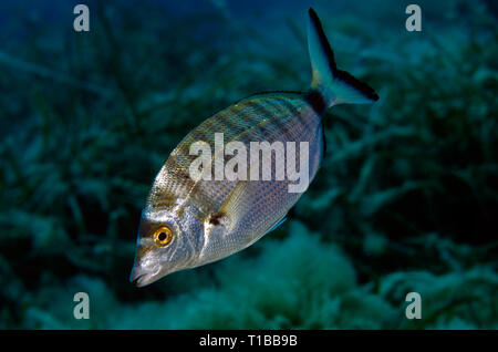 Weiß Meerbrasse, DIPLODUS SARGUS, Spaidae, Tor Paterno Marine Protected Area, Rom, Italien, Mittelmeer Stockfoto