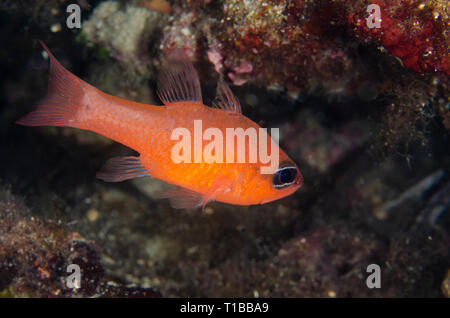 Kardinal Fischen, oder König der Meeräschen, Apogon imberbis, Apogonidae, Tor Paterno Marine Protected Area, Rom, Italien, Mittelmeer Stockfoto