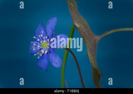 In der Nähe von blauen Hepatica Nobilis, früh blühende Frühling Pflanzen, blau Farbe mit Kopie Raum Stockfoto