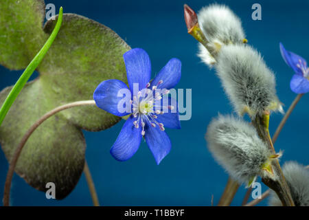 In der Nähe von blauen Hepatica Nobilis, früh blühende Frühling Pflanzen, blau Farbe mit Kopie Raum Stockfoto