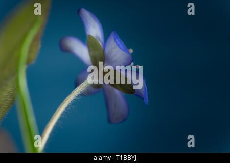 In der Nähe von blauen Hepatica Nobilis, früh blühende Frühling Pflanzen, blau Farbe mit Kopie Raum Stockfoto