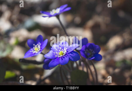 In der Nähe von blauen Hepatica Nobilis blühen im Frühjahr Wald Stockfoto
