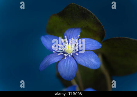 In der Nähe von blauen Hepatica Nobilis, früh blühende Frühling Pflanzen, blau Farbe mit Kopie Raum Stockfoto