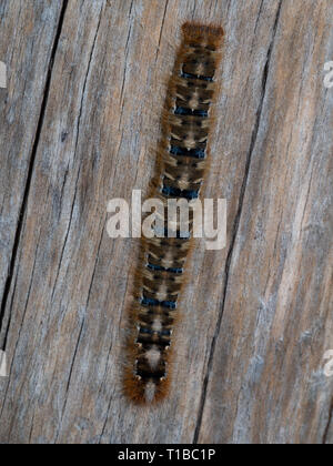 Caterpillar oak eggar Stockfoto