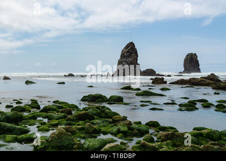 Haystack Rock Wildlife Refuge tidepools und Vögel Felsen, Cannon Beach, Pazifikküste, Oregon, USA. Stockfoto