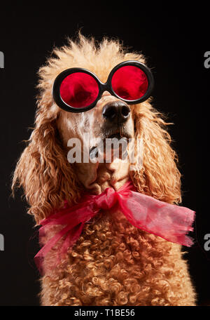 Studio Portrait von Standard poodle in heller Farbe Sommer Brillen Vor dem schwarzen Hintergrund posiert. Lustige isoliert Hund mit Sonnenbrille looki Stockfoto