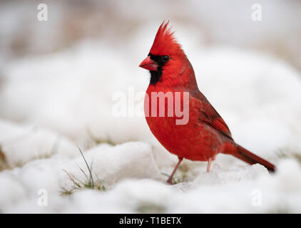 Kardinal in den Schnee auf einem IMMERGRÜNEN Stockfoto