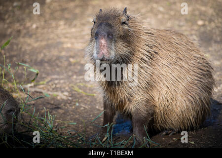 Porträt eines Erwachsenen capybara (Hydrochoerus hydrochaeris) auf dem Boden sitzend und mit Blick auf die Kamera. Stockfoto