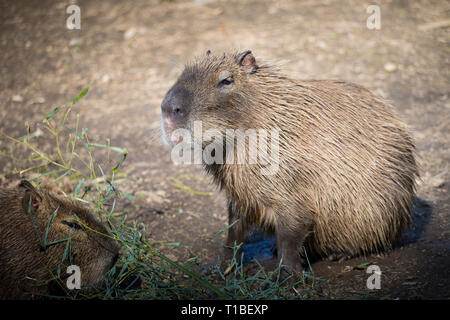 Porträt eines Erwachsenen capybara (Hydrochoerus hydrochaeris) auf dem Boden sitzend. Stockfoto